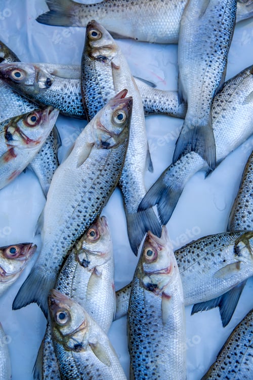 Preview: Fresh fish