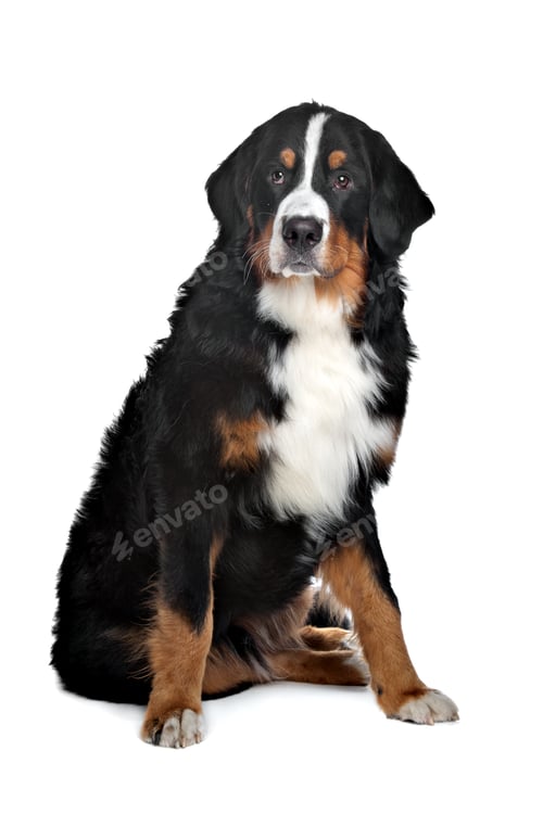Beautiful Bernese Mountain Dog Sitting Isolated