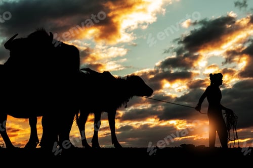 Preview: Farmers with of buffalo at sunset
