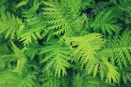 Preview: Fresh green and organic texture