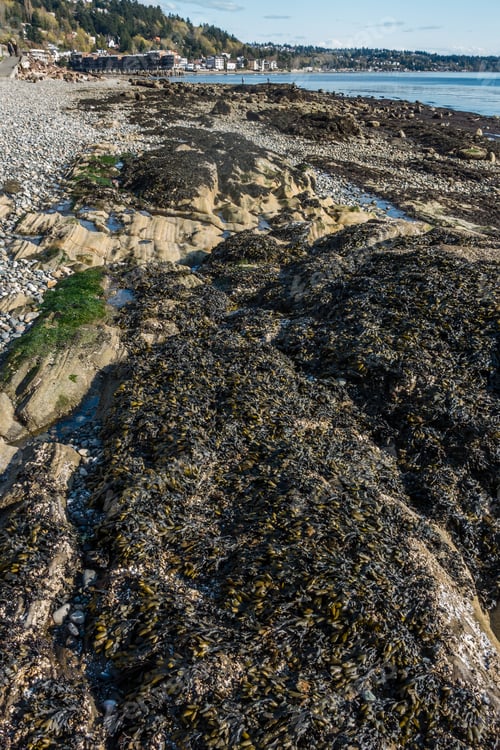 Preview: A Rock Formation In Revealed At Low Tide In West Seattle, Washington.