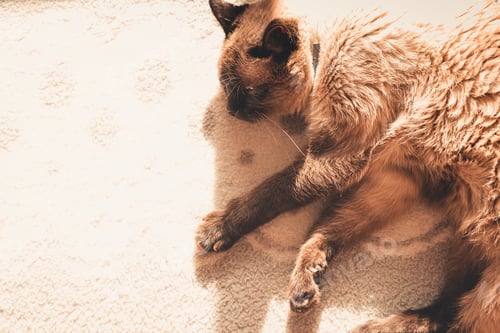 Preview: Top view of a siamese cat sleeping in a bed with copy space