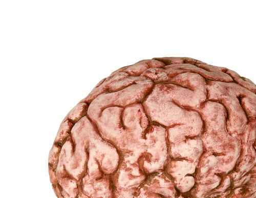 Preview: human brain close up