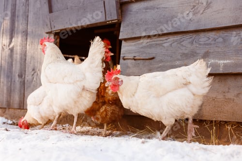 Preview: White hens exiting coop in snowy winter on free range organic farm