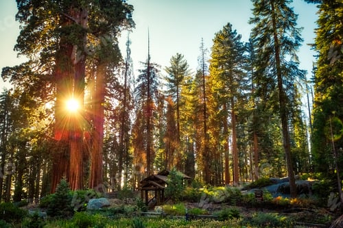 Preview: The Giant Forest, Sequoia National Park, California