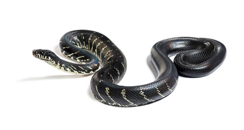 Preview: Boelen's python, Simalia boeleni, isolated on white