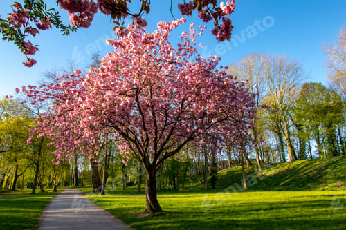 Preview: Beautiful park in Emden, Germany with blooming trees during sunset