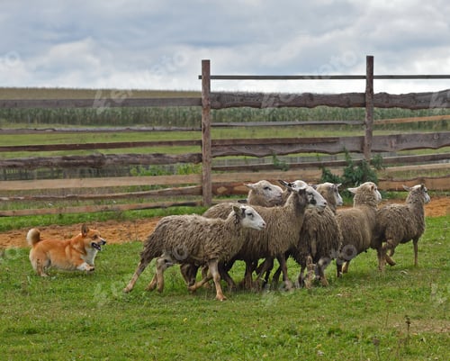Preview: Welsh Corgi sheepherding group of sheep