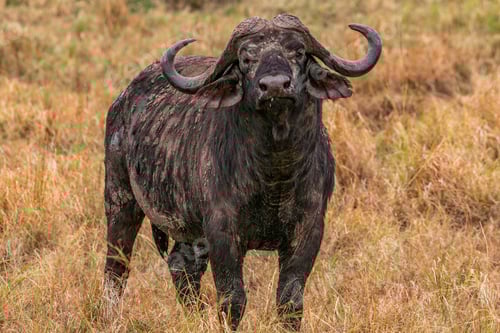 Preview: African Buffalo Wildlife Wild Animals Sub Saharan Bovine Kenya East Africa