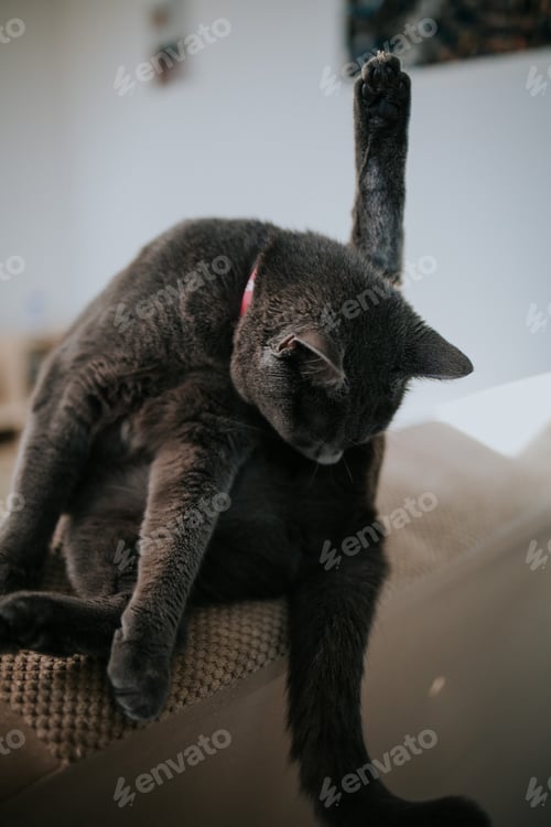 Preview: Cute adult cat with a red collar cleaning its body while on a soft and comfortable couch