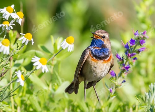 Preview: Bluethroat, Luscinia svecica. The male sings, sitting in the midst of grass, wildflowers