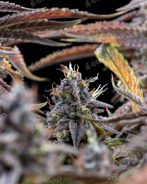 Preview: Feminised cannabis in flowering time with spectacular reddish colouring and patterned leaves