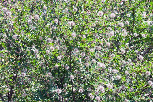 Preview: Chinese Buttonbush (Adina Rubella). Known As Glossy Adina Also.