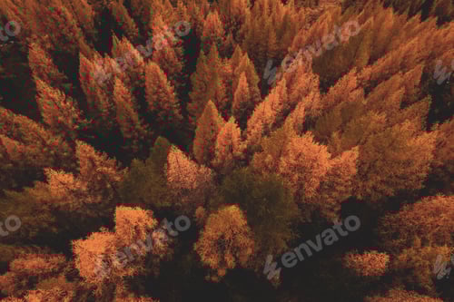 Preview: Autumn trees