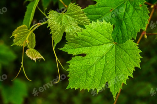 Preview: Grape leaf with water drops on a blurred green background.