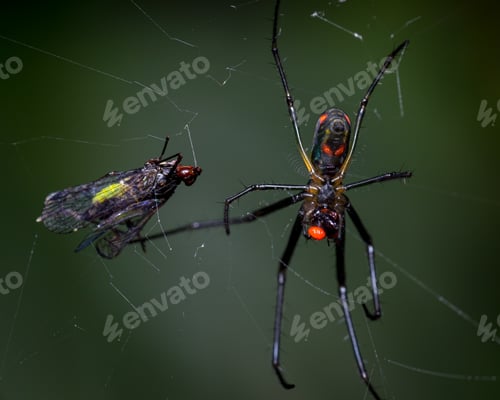 Preview: Spider catches a prey in its spiderweb