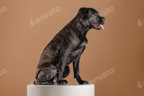 Preview: Brindle Cane Corso Sitting on Pedestal Side View Studio Portrait