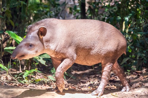 Preview: Brazilian Tapir Walking