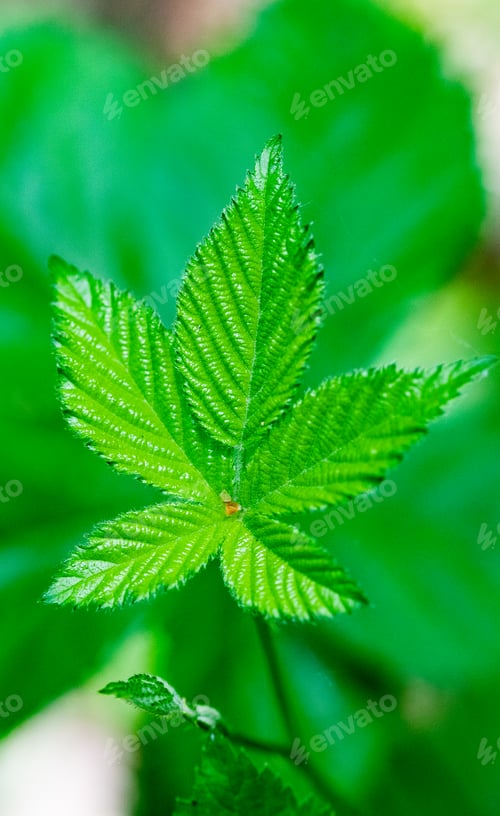 Preview: bright green leaves summer nature background