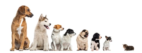 Preview: Kitten facing dogs of different heights, isolated on white