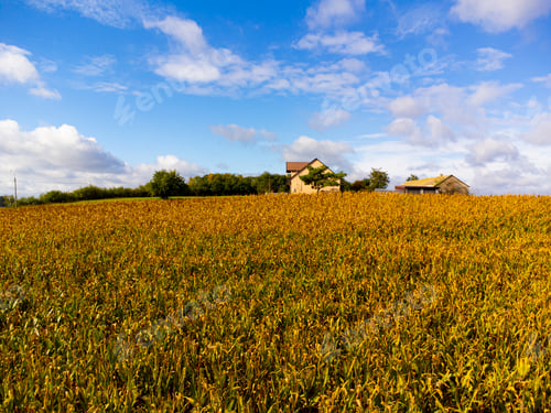 Preview: Corn field and farm