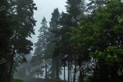Preview: A Morning Fog Lays Over The Schoodic Peninsula At Acadia National Park In Maine.