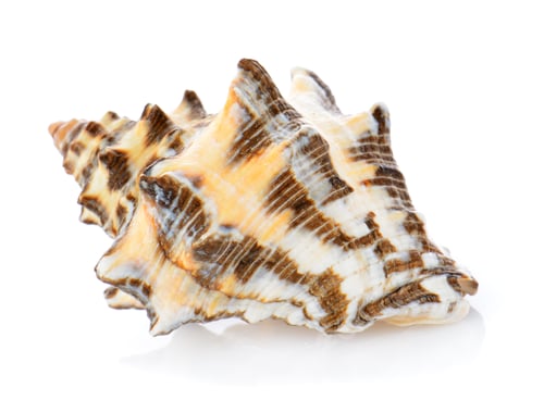 Preview: sea shell isolated on white background
