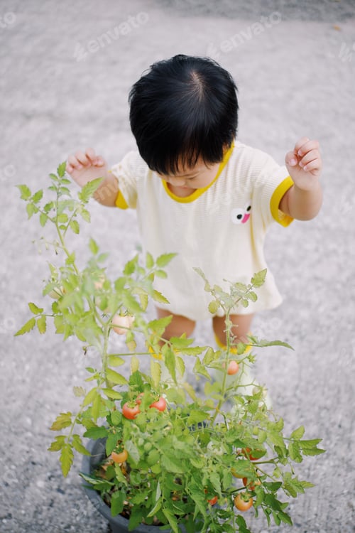 Preview: Tomato picking