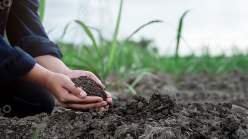 Preview: A farmer's expert hands check soil health before growing vegetable seeds or plant seedlings.