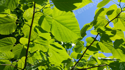Preview: Fresh green leaves of spring linden tree lit by sunlight