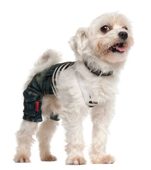 Preview: Dog wearing jeans ,4 years old, dressed up and standing in front of white background
