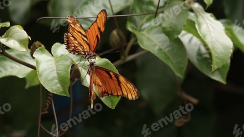 Preview: Closeup of Juno longwing butterflies mating on green plant leaves