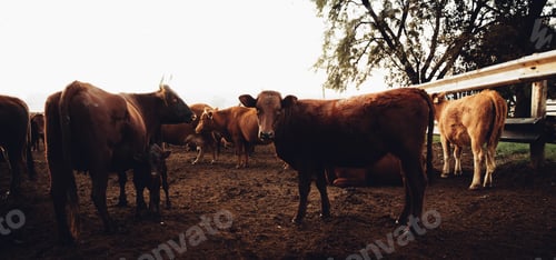Preview: animal