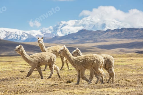 Preview: Alpaca