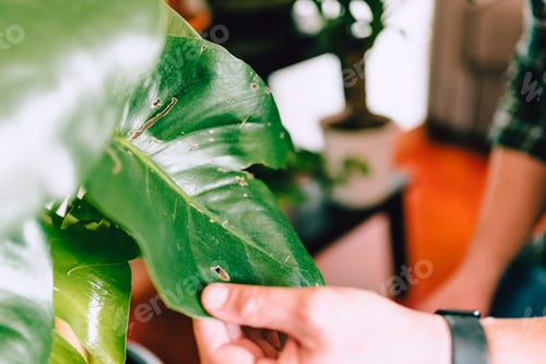 Preview: Close-up of man while taking care of diseased Monstera Deliciosa plant, home gardening