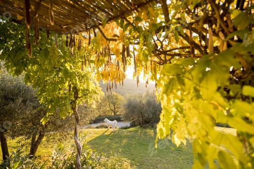 Preview: Sunlit Pergola and Countryside