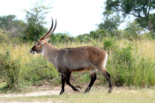 Preview: Water Buck - Uganda, Africa