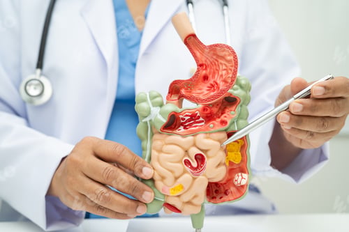 Preview: Digestive system with stomach and intestine, Asian doctor holding human