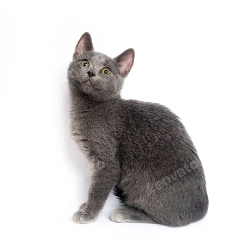 Preview: Gray Cat Sitting and Looking Upward on White