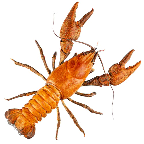 Preview: European crayfish isolated