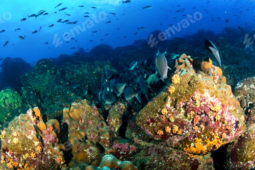 Preview: Scuba diving in Galapagos showing underwater rocks and many tropical fish