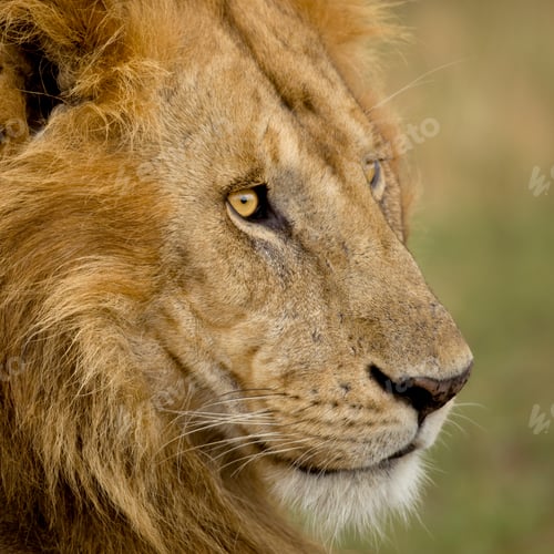 Preview: Close-up of a lion in the Serengeti, Tanzania, Africa