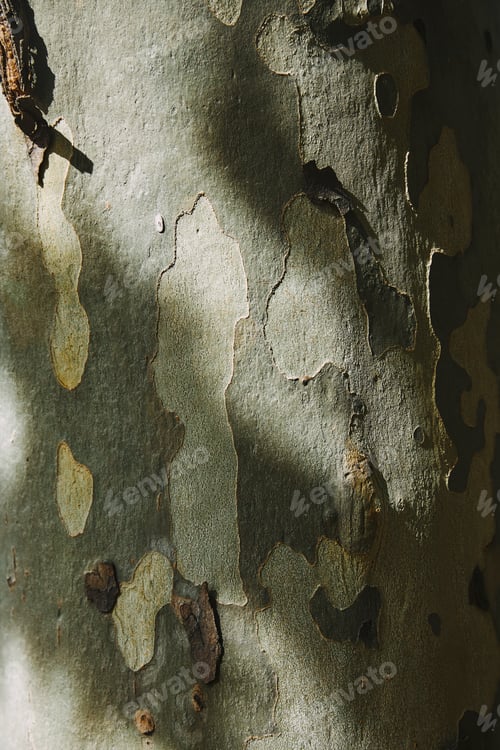 Preview: close up of shabby aged green bark of tree