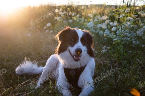 Preview: summer lakeside with a dog