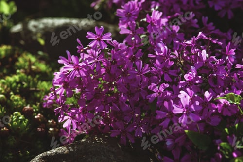 Preview: Mountain phlox or Moss phlox blooming in alpine scree garden