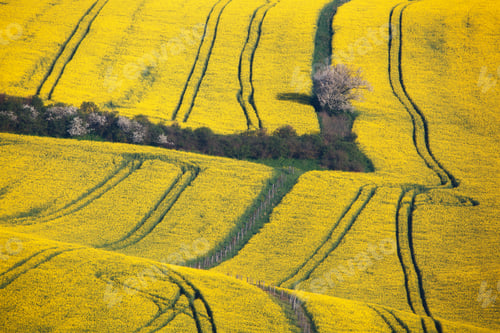 Preview: Wavy yellow rapeseed fields in South Moravian