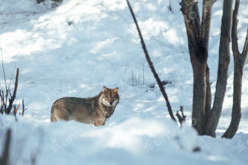 Preview: Wolf on hill near stones and snow