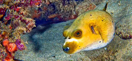 Preview: Black-spotted Pufferfish, Lembeh, Indonesia