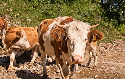 Preview: Brown cows