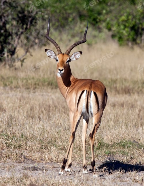 Preview: Impala Antelope - Botswana